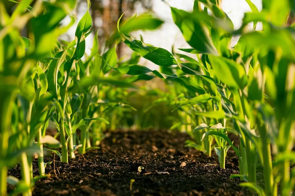 empresas agrarias ganaderas
