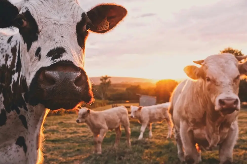 ganaderas empresas agrarias